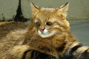 Pampas macska - az éjszakai ragadozó életéről