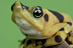 Panama golden frog - mérgező kincs