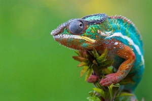Kamra kaméleon - egy másik endemikus madagaszkár