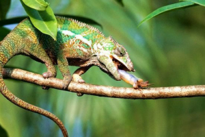Panther chameleon Panther chameleon