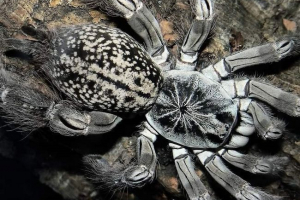 Spider-babul - mérgező pókember