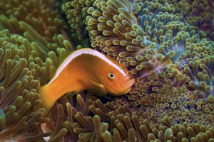 Borsmind amphiprion: fotó, hal leírása