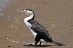 Motley cormorant: leírás, élőhely és baromfi életmód Motley cormorant: leírás, élőhely és baromfi életmód