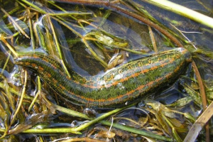 Orvosi leech: jellemzők és érdekes tények