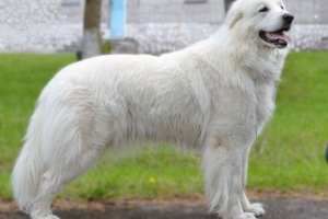 Pyrenean mountain dog