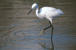 Miért áll a heron egy lábán? Miért áll a heron egy lábán?