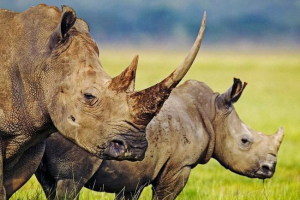 Miért hívják a rhino-t?
