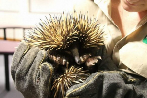 Az echidna piggi emberrablói a bíróságra válaszolnak a cselekedetre