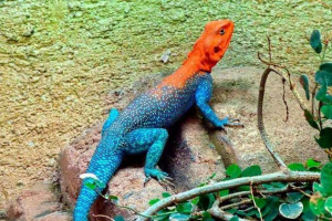 Poikilotermikus állatok: ectotermia példák, jellemzők, előnyei és hátrányai