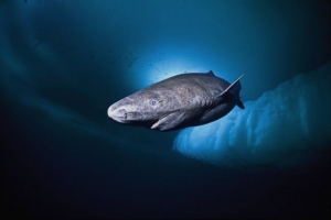 Polar akula