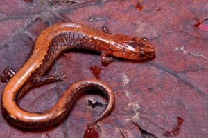 Kúszó vagy erdei salamander