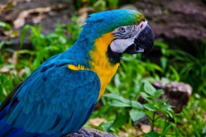 Parrot blue ara
