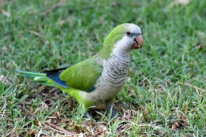 Parrot kwaker