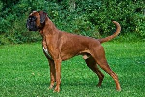 Fajta kutya boxer: leírás, különbségek és jellemzők