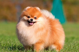 Pomerániai spitz