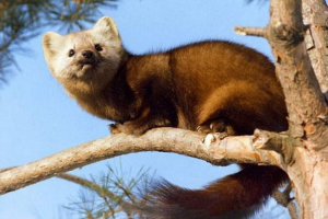 Tűzoltók kemerovoból eltávolították a sable tree-t