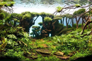 Regisztrációs aquarium szabályai