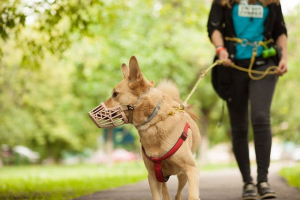 A gyalogos kutyák nyilvános helyen történő szabályai - ami megváltozott?