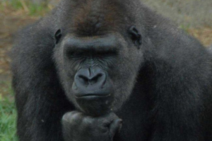 Az emberi ősöknek hasonlóságai vannak a gorillával