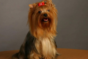 Elnöki kiskutya: vladimir putyin bemutatta a yorkshire terrier schoolgirl-t