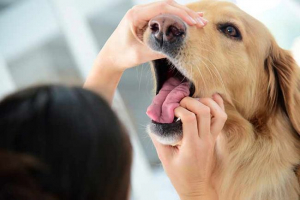 A kutyákban a gingivitis fejlődésének okai