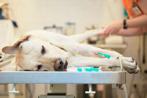 Okok, tünetek és belső vérzés diagnosztizálása kutyáknál