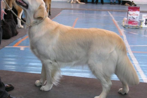 Egyenes retriever: kutya vadász