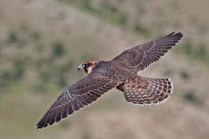 Bird sokol