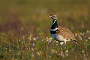 Bird stept: fotó, leírás