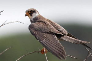 Sokolina (falcons) madarak