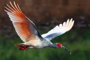 Vörös lábú ibis