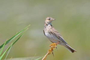 Mező lark