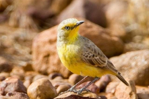Desert ashbia - átmenti endemikus ausztrália