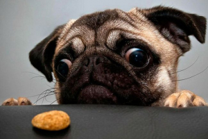 Pug diéta: megengedett és tiltott termékek Pug diéta: megengedett és tiltott termékek