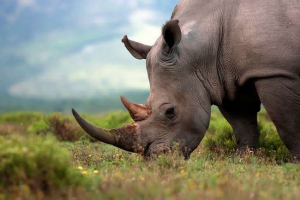 Rhinos étrendje