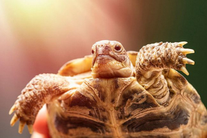 A földi teknősök étrendje - mit lehet és nem lehet táplálni