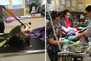 A sebesült opossum bemutatta a túlélhetőség csodáit