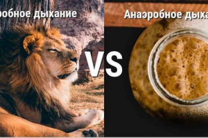 Az aerob és az anaerob légzés közötti különbségek