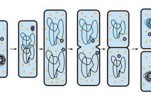 Cell reprodukció bináris megosztással