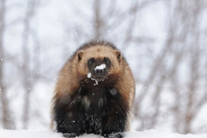 Wolverine - teljes vegyes taiga