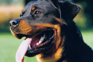 Rottweiler: mindenki felett! Rottweiler: mindenki felett!