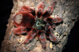 Rózsaszín tarantula, trópusi baromfi