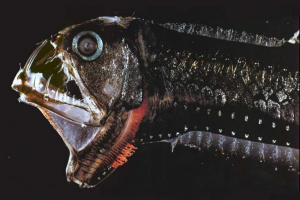 Fish-gaduk