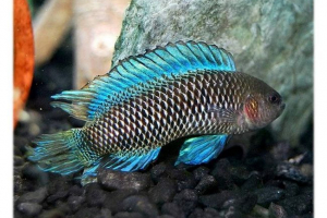 Fish-chameleon. Miért kaméleon?