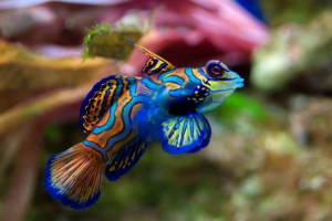 Hal mandarin: rainbow beauty Hal mandarin: rainbow beauty