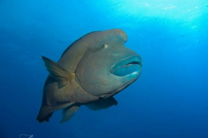 Fish-napoleon: miért viseli a trikont?