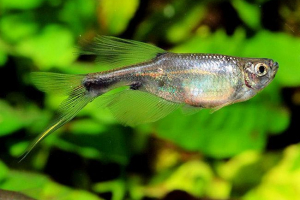 Fish sárkány a corimonon nemzetségből: fotó