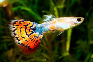 Hal guppy - gyakran ismételt kérdések