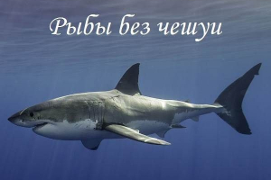 Halak mérlegek nélkül, jellemzőik, típusai és nevei