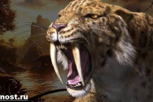 Saber-fogazott tigris. A saber-fogazott tigrisek leírása, jellemzői és élőhelye